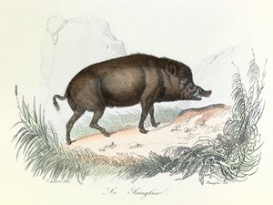 رسم توضيحي من كتاب "الأعمال الكاملة لبوفون": Les animaux: الخنزير (نقش) بواسطة فنان غير معروف