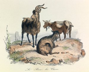 رسم توضيحي من كتاب "الأعمال الكاملة لبوفون": Les animaux: الماعز والماعز (نقش) بواسطة فنان غير معروف