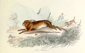 رسم توضيحي من كتاب "الأعمال الكاملة لبوفون": الحيوانات: الأرنب البري (نقش) بواسطة فنان غير معروف