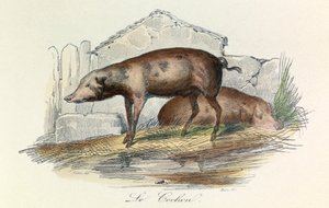 رسم توضيحي من كتاب "الأعمال الكاملة لبوفون": ليه أنيمو: لو بيشون (نقش) بواسطة فنان غير معروف