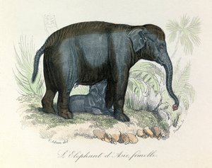 رسم توضيحي لأنثى فيل آسيوية من كتاب بوفون، صنفها لينيوس وكوفييه (نقش) بواسطة فنان غير معروف