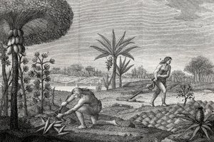 السكان الأصليون يعملون في الأرض في حوض Orenoque في كولومبيا. نقش 1780 بواسطة فنان غير معروف