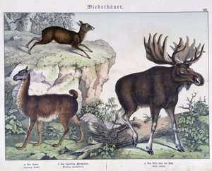 Lama, elk (moose) - in “” Natural histories of mammals””, ed. Schreiber بواسطة فنان غير معروف