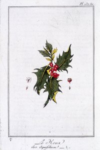 The Holly (Ilex Aquifolium) - في "تمارين علم النبات للتجار" ، بقلم JC Philibert ، Imprimerie de Crapelet ، باريس بواسطة فنان غير معروف