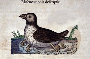 لو هارلي مارينو في التاريخ ، حيوان كونراد جيسنر (1516-1565) ، زيورخ بواسطة فنان غير معروف