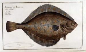 Turbot أو Pleuronectes Platessa بعد Marc Elieser Bloch Ichthyology Paris - Berlin - London 1787 بواسطة فنان غير معروف