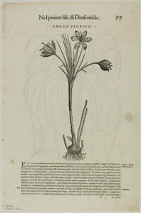 ورقة من Discorsi بواسطة Petrus Andreas Matthiolus ، لوحة 99 من Woodcuts من كتب القرن السادس عشر بواسطة فنان غير معروف