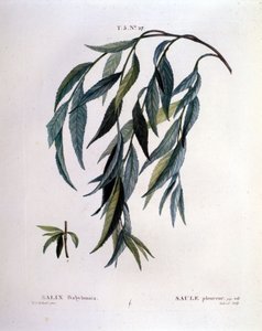 ورقة من الصفصاف البكاء (Salix babylonica). بواسطة فنان غير معروف