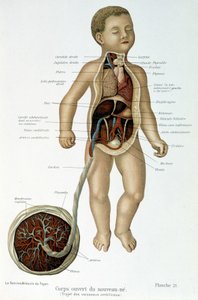 Medicine: newborn (skinned in the bust). بواسطة فنان غير معروف
