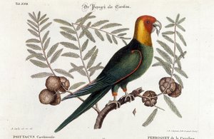علم الطيور: ببغاء كارولينا. (Psittacus caroliniensis) بواسطة فنان غير معروف