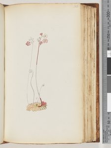 الصفحة 106. لا نقش ، رسم غير مكتمل بواسطة فنان غير معروف