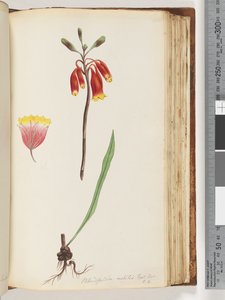 صفحة 110. Blandfordia nobilis Exot. بوت - ت. 4. جرس عيد الميلاد بواسطة فنان غير معروف