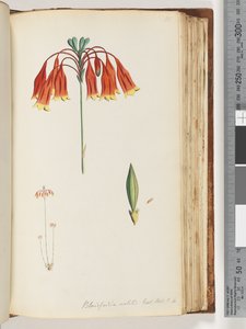 صفحة 111. Blandfordia nobilis Exot. بوت. ر. 4. جرس عيد الميلاد بواسطة فنان غير معروف