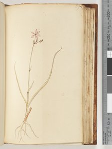 صفحة 119. لا نقش ، رسم غير مكتمل ، نبات غير معروف بواسطة فنان غير معروف