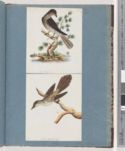 صفحة 119. طائر غير معروف. 120. طائر غير معروف بواسطة فنان غير معروف