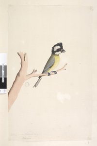 صفحة 11. لانيوس. العنوان أعلاه في توزيع ورق مختلف أكتوبر. صرد متوج بالحجم الطبيعي ، Tit Falcunculus frontatus ، 1791-92 بواسطة فنان غير معروف
