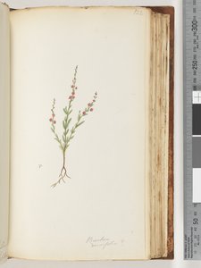 صفحة 122. Baeckea densifolia ، ربما بواسطة فنان غير معروف