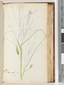 الصفحة 126. رسم غير مكتمل من Viminaria العارية بواسطة فنان غير معروف