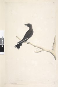 الصفحة 12. Ocypterus. العنوان أعلاه بيد مختلفة إبريل ، الحجم الطبيعي Dusky Wood ، Swallow Artamus cyanopterus ، 1791-92 بواسطة فنان غير معروف