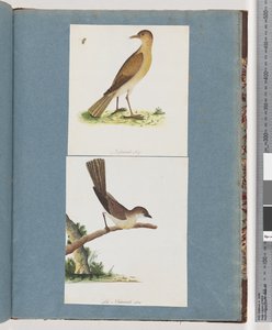 صفحة 131. طائر غير معروف. 132- طائر غير معروف بواسطة فنان غير معروف