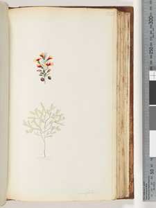 صفحة 132. Ericifolia بواسطة فنان غير معروف