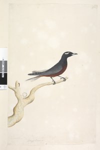 صفحة 13. Ocypterus. العنوان أعلاه في توزيع ورق مختلف ديسمبر. الحجم الطبيعي أبيض ، جبين خشب السنونو Artamus superciliosus ، ذكر ، 1791-92 بواسطة فنان غير معروف
