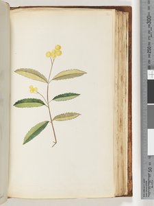 صفحة 140. زهرة غير معروفة ، أكتوبر 1794 بواسطة فنان غير معروف
