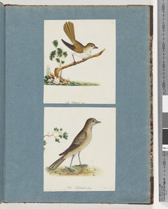 صفحة 142. طائر غير معروف. 143. طائر غير معروف بواسطة فنان غير معروف