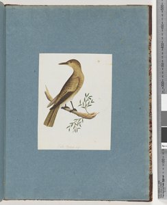 صفحة 144. طائر غير معروف بواسطة فنان غير معروف