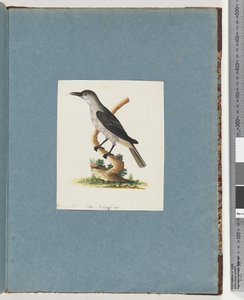 صفحة 146. طائر غير معروف. آكل العسل بواسطة فنان غير معروف