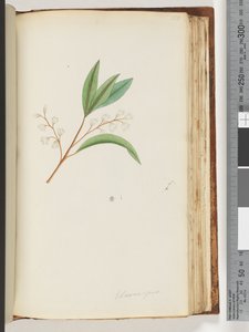 صفحة 150. Elaeocarpus بواسطة فنان غير معروف