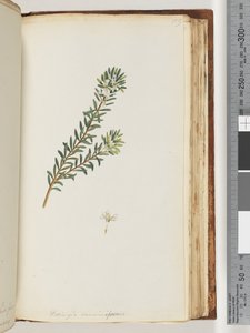 صفحة 159. Westringea rosmariniformis بواسطة فنان غير معروف