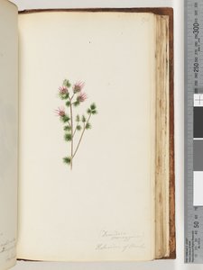 الصفحة 170. Decandria monogynia. Kalmoides من البنوك بواسطة غير معروف