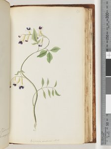 صفحة 171. Bignonia australis HK بواسطة فنان غير معروف