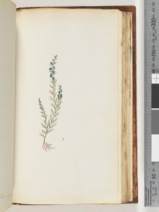 صفحة 176. مصنع غير معروف بواسطة فنان غير معروف