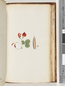 Page 181. زاحف ينمو حول الأشجار والشجيرات بواسطة غير معروف
