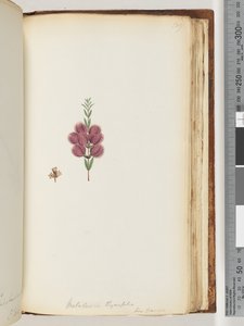 صفحة 189. Melaleuca thymifolia. لين: ترانساك بواسطة فنان غير معروف