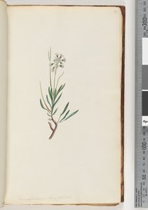 صفحة 18. Conospermum longifolium ، بذور الأوراق المخروطية الطويلة بواسطة فنان غير معروف