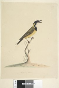 صفحة 18. الحجم الطبيعي Golden Whistler Pachycephala pectoralis ، ذكر ، 1791-92 بواسطة فنان غير معروف