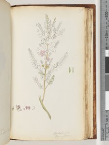 صفحة 190. Melaleuca thymifolia - عسل الزعتر ، الآس بواسطة فنان غير معروف