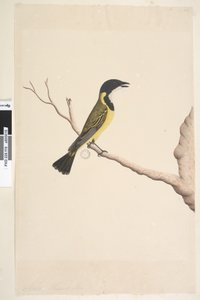 صفحة 19. أبريل. الحجم الطبيعي Golden Whistler Pachycephala pectoralis ، ذكر ، 1791-92 بواسطة فنان غير معروف