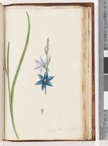 صفحة 204. Thelymitra ixiodes - Spotted Sun Orchid بواسطة فنان غير معروف