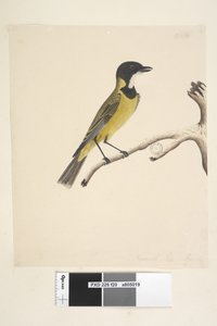 صفحة 20. الحجم الطبيعي. أبريل Golden Whistler Pachycephala pectoralis ، ذكر ، 1791-92 بواسطة فنان غير معروف