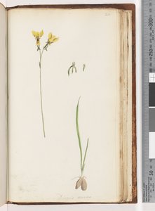 صفحة 211. شكل Diuris aurea - Golden Donkey Orchid بواسطة فنان غير معروف