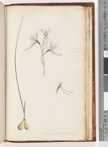 صفحة 214. Diuris elongata Saracty؟ أوركيد حمار أرجواني بواسطة غير معروف