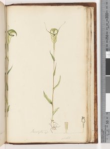 صفحة 215. Pterostylis المرجع - الأخضر بواسطة فنان غير معروف