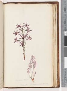 صفحة 217. ديبوديوم براون - ديندروبيوم بونتاتوم. إكسوت. بوت. ر. 12. زهرة صفير بواسطة فنان غير معروف