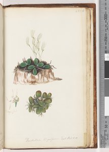 صفحة 223. Dendrobium لغوي غريب. بوت. T. 11 لسان الأوركيد بواسطة فنان غير معروف