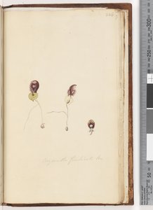 صفحة 226. Corysanthes fimbriata Br - Fringed Helmet Orchid بواسطة فنان غير معروف
