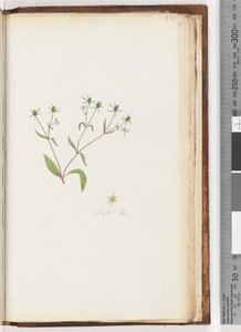 صفحة 231. Madia sp بواسطة فنان غير معروف
